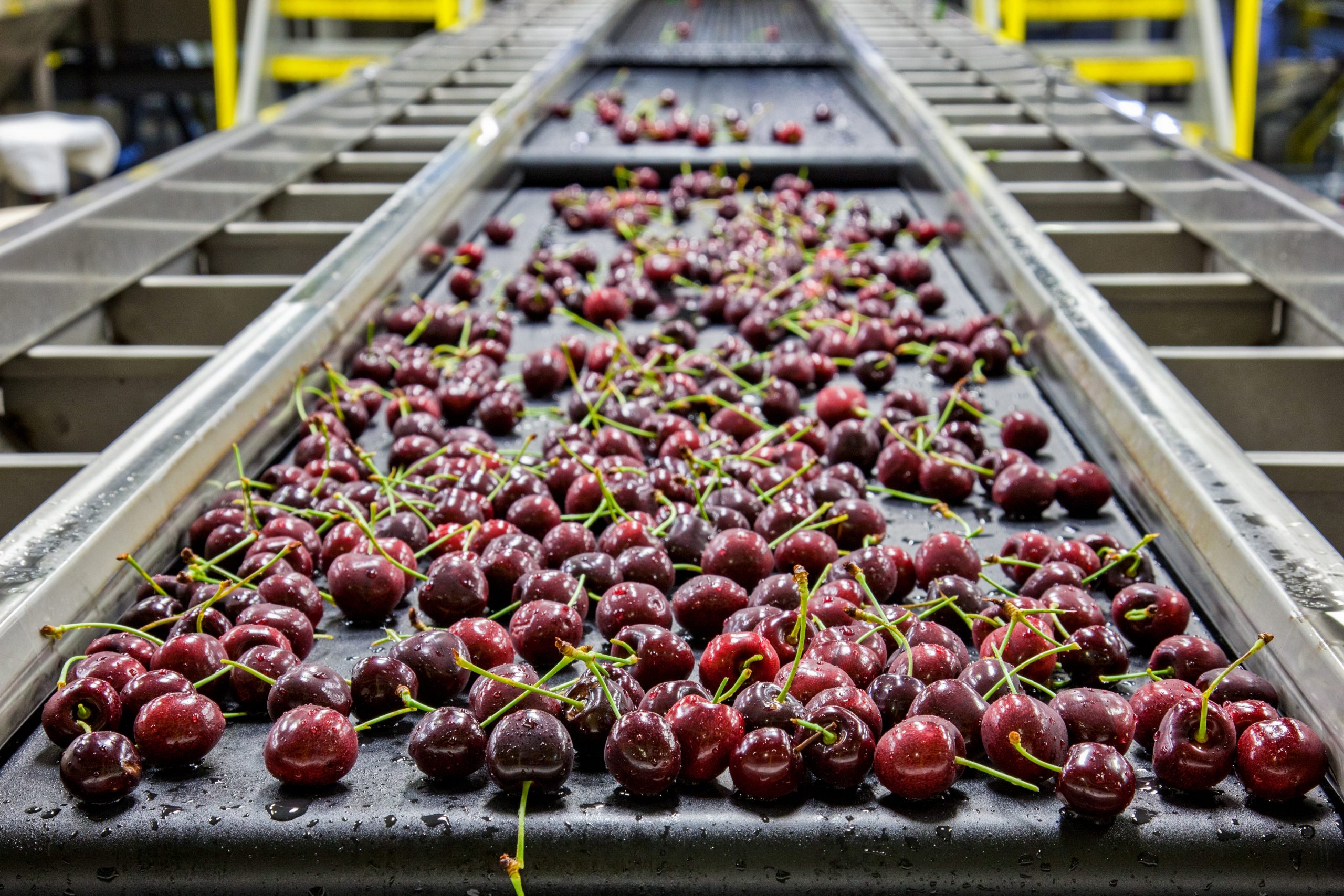 Red,Ripe,Cherries,On,A,Wet,Conveyor,Belt,In,A