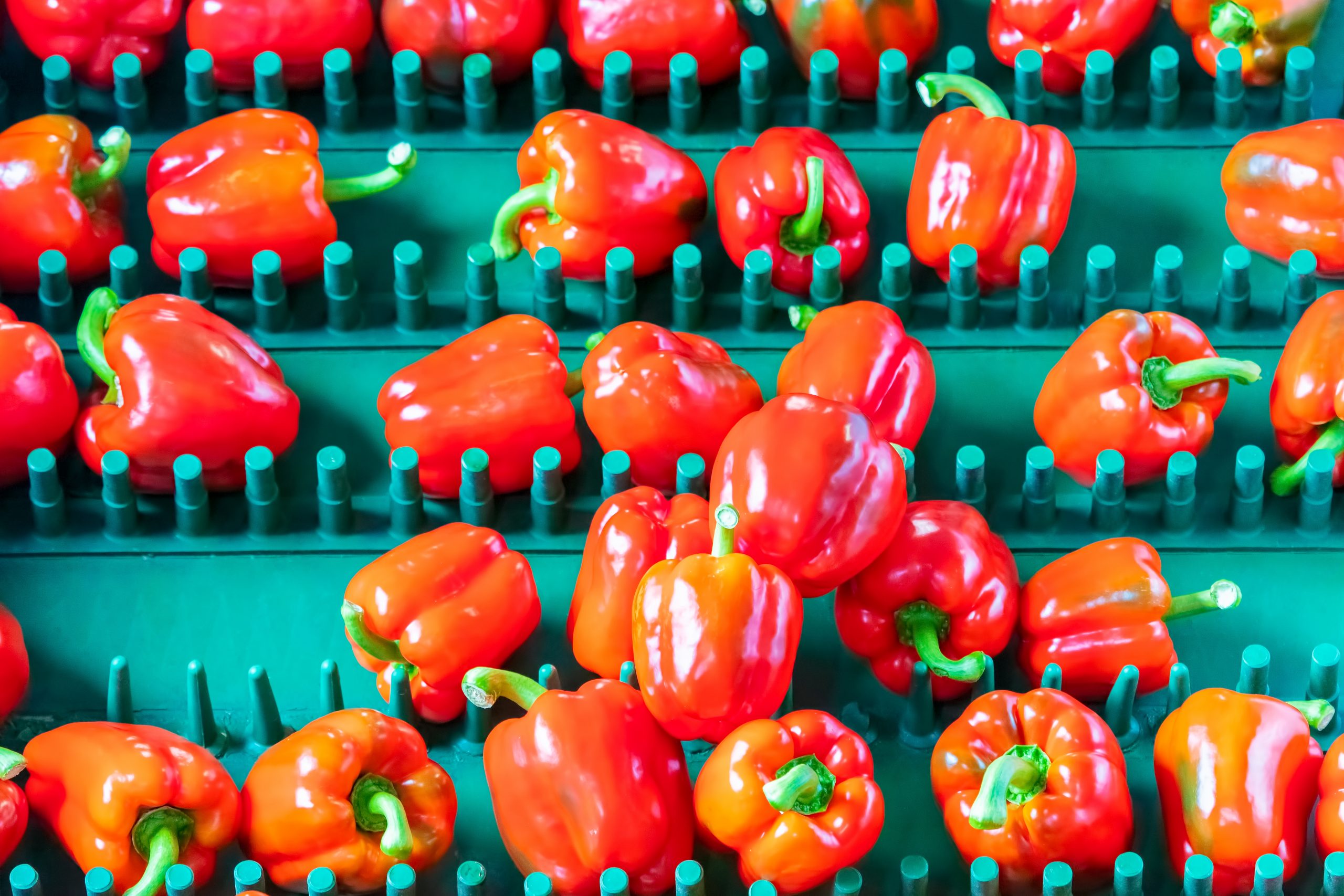 Sorting,Of,Red,Bell,Peppers,On,A,Conveyor,Belt,During