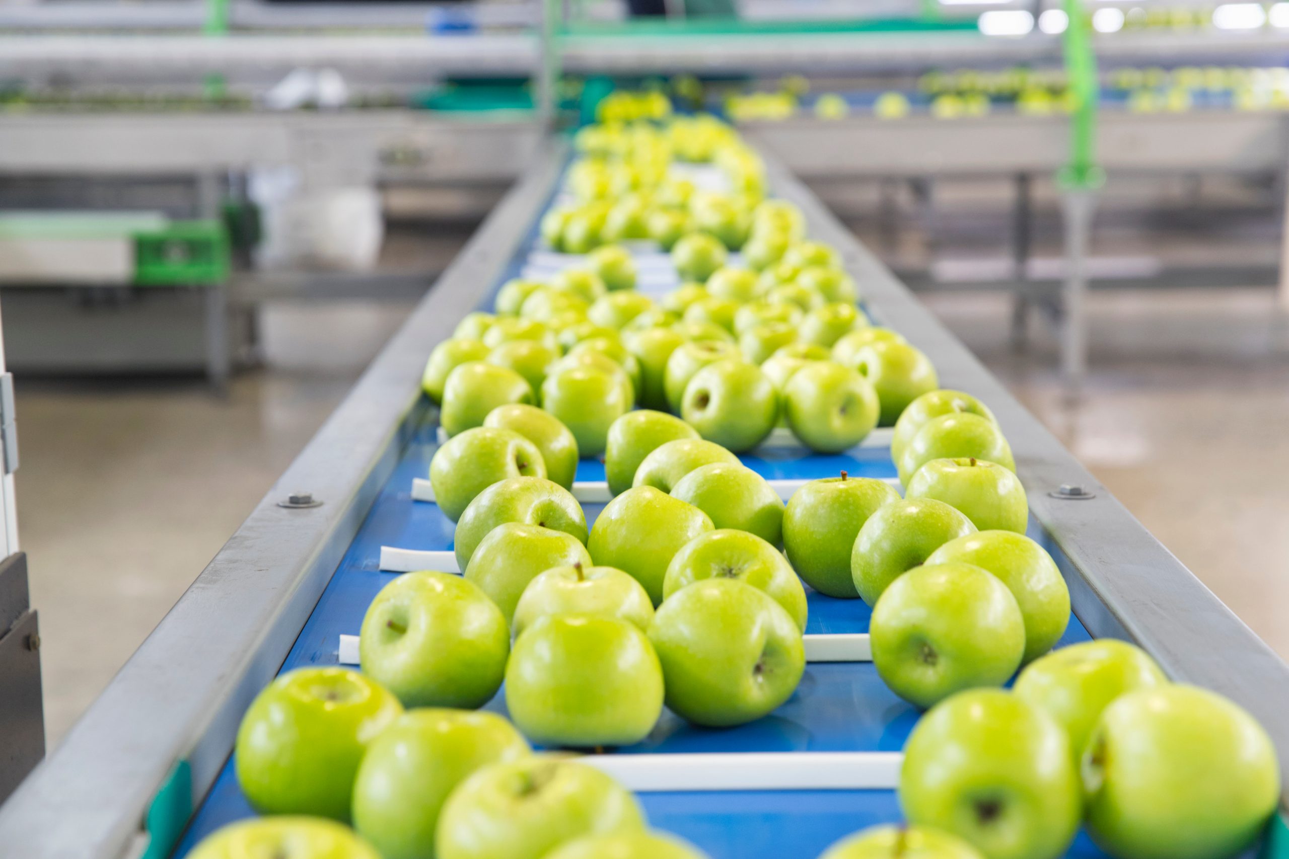 Apples,Being,Sorted,In,Fruit,Processing,And,Packaging,Plant